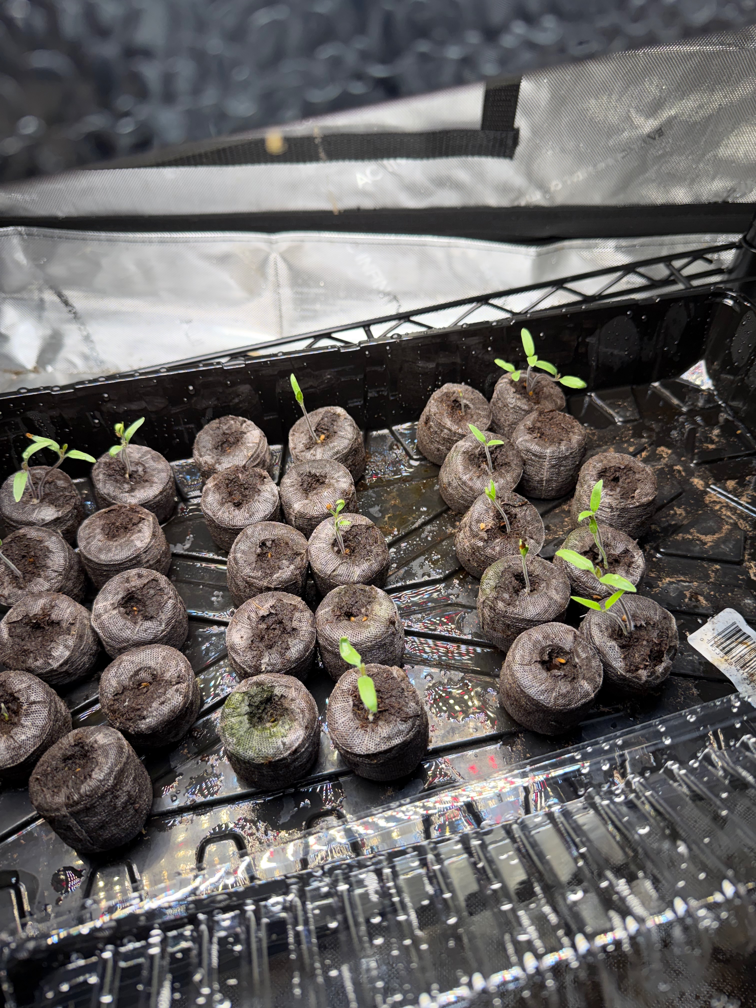 Seedlings growing on wire shelving inside the grow tent—the reflective walls bounce light from every angle